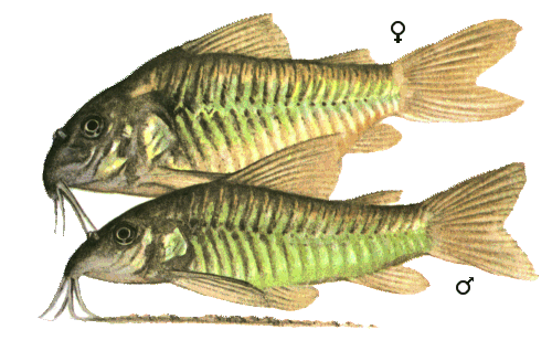 fish000.gif (57515 bytes)