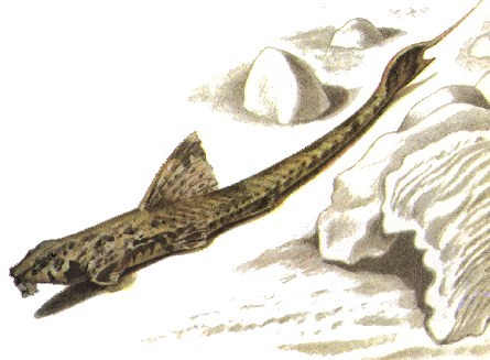 fish005.gif (56158 bytes)