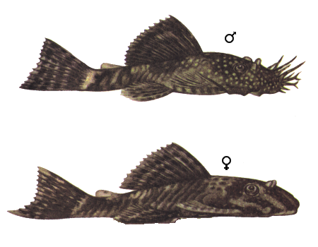 fish006.gif (47160 bytes)