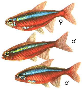 fish013.gif (44293 bytes)