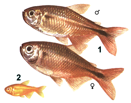 fish018.gif (67484 bytes)
