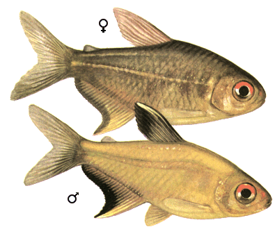 fish022.gif (58775 bytes)