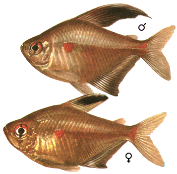fish023.gif (58203 bytes)