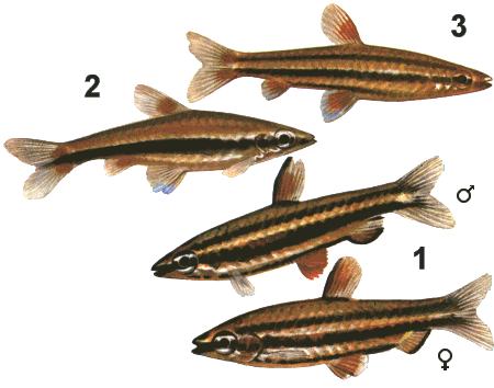 fish026.gif (34907 bytes)