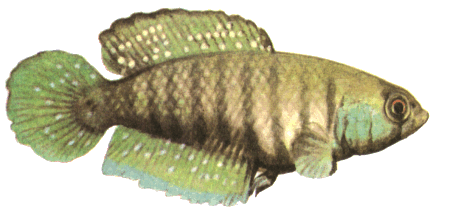 fish033.gif (50800 bytes)