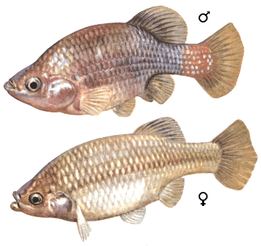 fish036.gif (66675 bytes)