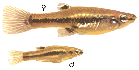 fish038.gif (37435 bytes)