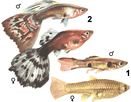 fish043.gif (65745 bytes)