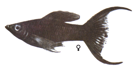 fish044.gif (36563 bytes)