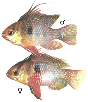 fish053.gif (49508 bytes)