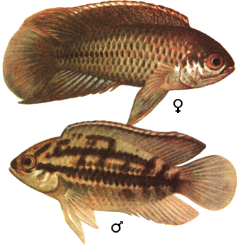 fish054.gif (71196 bytes)