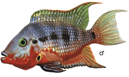 fish055.gif (58829 bytes)