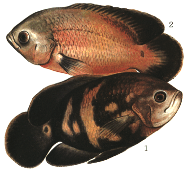 fish057.gif (84101 bytes)