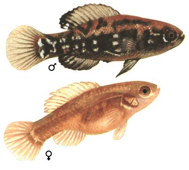 fish063.gif (53058 bytes)