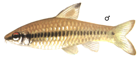 fish065.gif (35652 bytes)