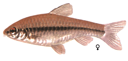 fish066.gif (37152 bytes)