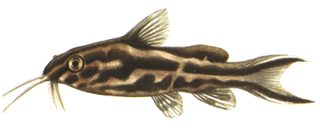fish067.gif (29542 bytes)