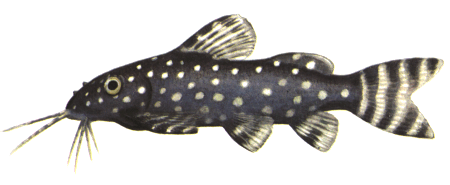 fish069.gif (30699 bytes)
