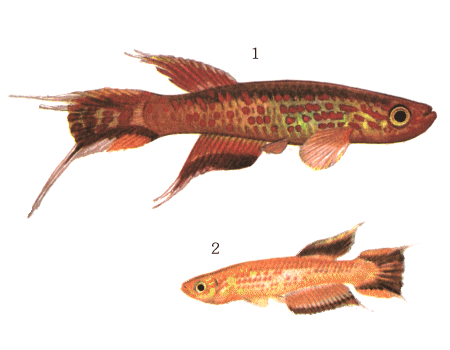 fish071.gif (37003 bytes)