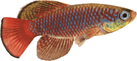 fish072.gif (51345 bytes)