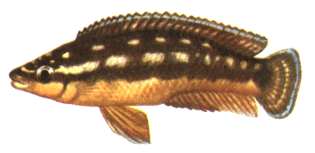 fish084.gif (44071 bytes)