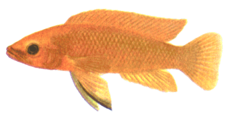 fish087.gif (43793 bytes)