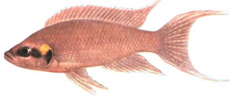 fish088.gif (41654 bytes)