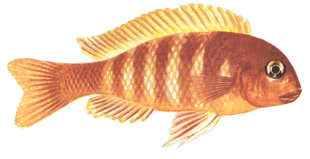 fish091.gif (53455 bytes)