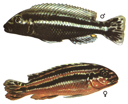 fish097.gif (69289 bytes)
