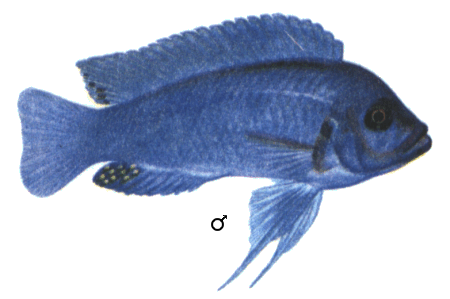 fish099.gif (60116 bytes)