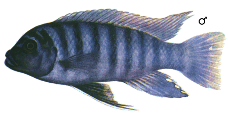 fish100.gif (54531 bytes)