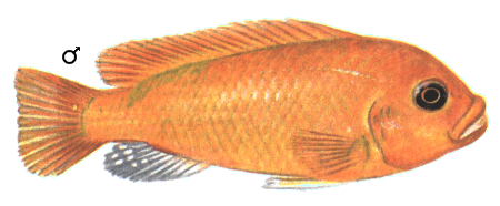 fish101.gif (50245 bytes)