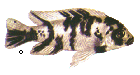fish102.gif (50877 bytes)