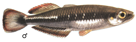 fish103.gif (34764 bytes)
