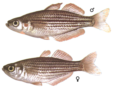 fish105.gif (70502 bytes)