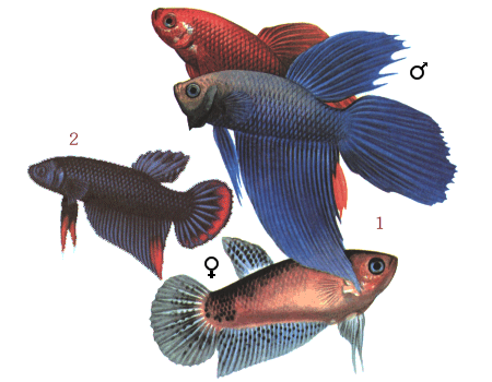 fish114.gif (60887 bytes)