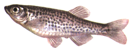 fish124.gif (35619 bytes)