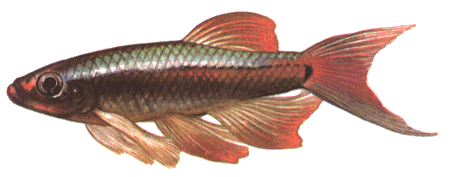 fish146.gif (27759 bytes)