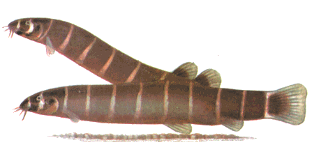 fish153.gif (24165 bytes)