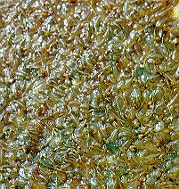 110.jpg (82392 bytes)